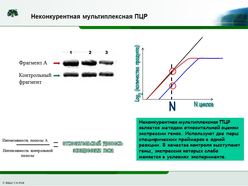 относительный уровень   экспрессии гена Неконкурентная мультиплексная ПЦР является методом относительной оценки экспрессии